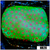 Strawberry Fields Montipora