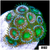 ASD Portal Zoanthids