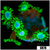 Neon Star Goniopora