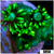 Neon Star Goniopora