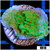 Nuclear Montipora