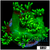 Neon Star Goniopora