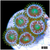 ASD Portal Zoanthids