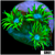 Neon Star Goniopora
