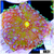 ASD Confetti Bomb Ricordea