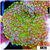 ASD Confetti Bomb Ricordea