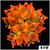 ASD Homegrown Speckled Rose Bubble Tip Anemone
