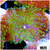 ASD Confetti Bomb Ricordea