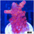 ASD Unicorn Bubblebath Acropora