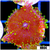ASD Infectious Yuma