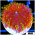 ASD Infectious Yuma