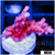 Strawberry Tort Acropora