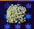 Indo Gold Hammer