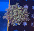Indo Peach Frogspawn