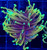 ASD Hellfire Torch