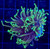 ASD Dragon Soul Torch