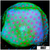 Strawberry Feilds Montipora