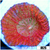 Rose Lips Favia