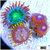 ASD Combo Zoanthids