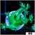 Lime Star Goni