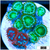 ASD Combo Zoanthids