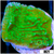 Neon Plating Monti
