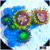 ASD Combo Zoanthids