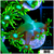 Neon Star Goni