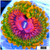ASD Grand Master Krak Zoanthid
