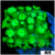 Neon Goniopora