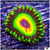 ASD Rasta Zoanthid