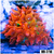 ASD Rainbow Bubble Tip Anemone