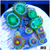 ASD Combo Zoanthids