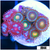 ASD Combo Zoanthids