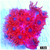 ASD Red Goniopora