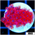 ASD Red Goniopora