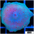 Spotted Discosoma Mushroom