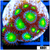 Dragon Eyes Zoanthids