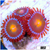 ASD Gator Eyes Zoas