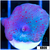 Spotted Discosoma Mushroom