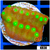 Nuclear Spots Scroll Coral