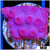 Grape Cyphastrea