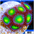 Dragon Eyes Zoanthids