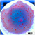 Spotted Discosoma Mushroom