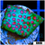 Watermelon Gushers Cyphastrea