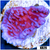 Purple Haze Montipora