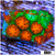 ASD Grafted Cyphastrea