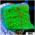 JF Cold Fusion Montipora