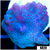 Spotted Discosoma Mushroom