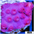 Grape Cyphastrea
